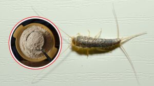 Pesciolini d’argento sul letto: sono pericolosi? Cosa indicano e come eliminarli