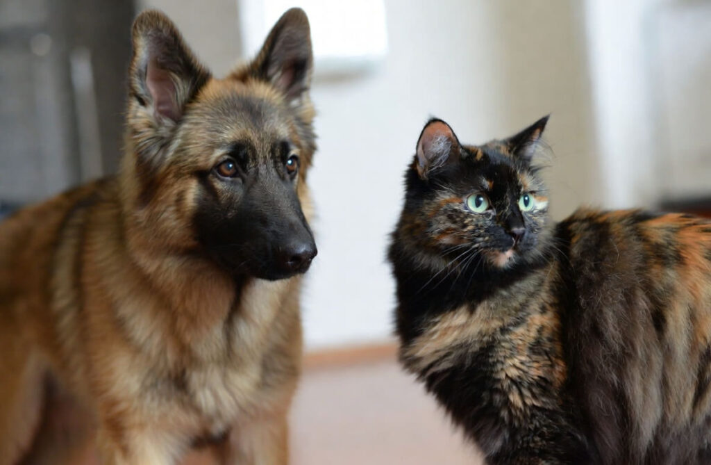 Cane e gatto