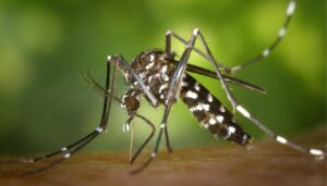 Ecco qual è il sangue che piace di più alle zanzare