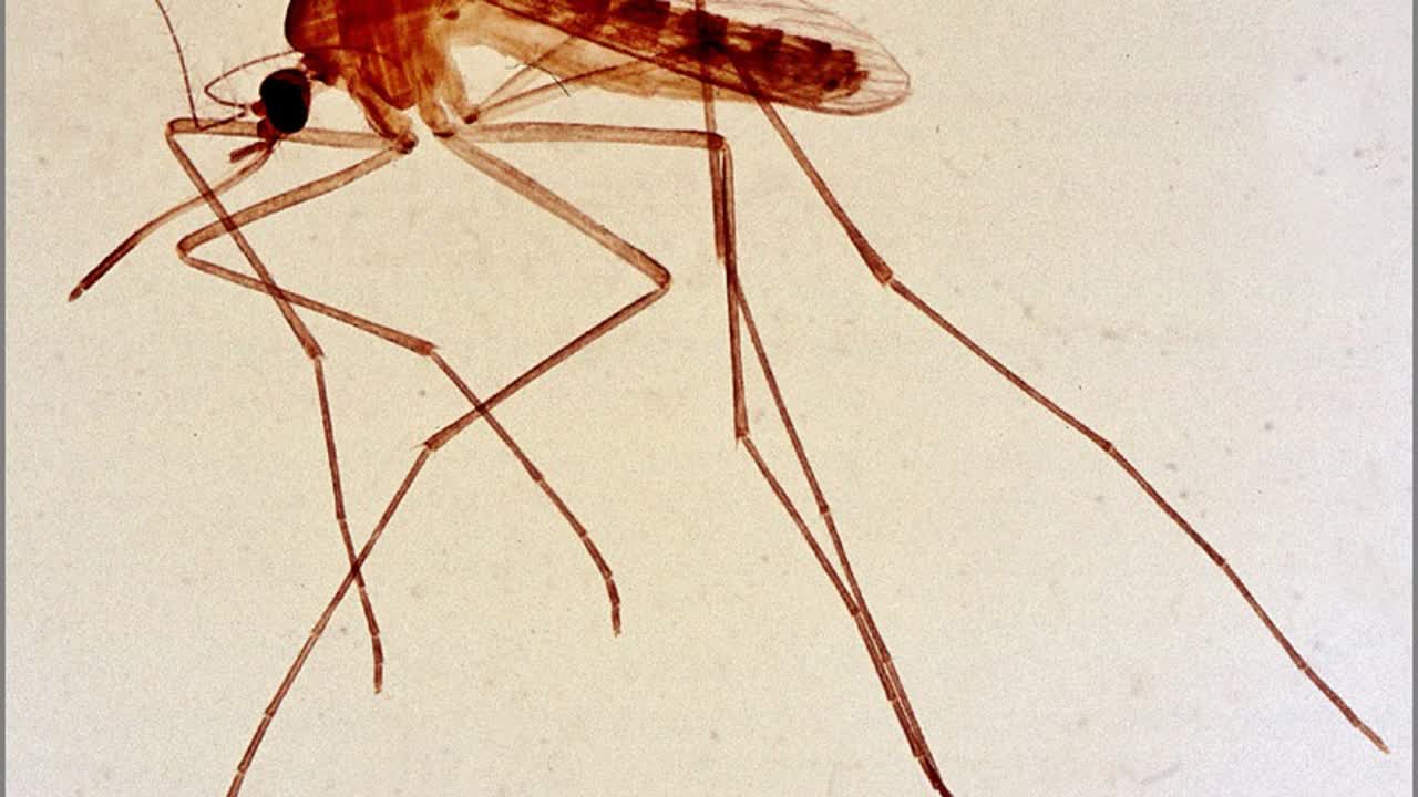 Zanzara Culex (zanzara comune), vettore del West Nile