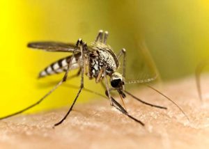 Perché alcune zanzare sopravvivono agli insetticidi: scoperta la loro difesa